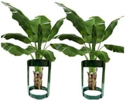 IAE Heavy Banana Stand for Pooja Banana Tree Stem Stand for Varalakshmi Pooja Decorative Showpiece  -  20 cm