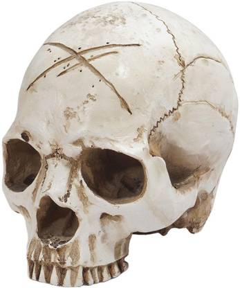 BNF Realistic Human Skeleton Head Bone Skull Model Statue Decorative Halloween White Decorative Showpiece  -  12 cm