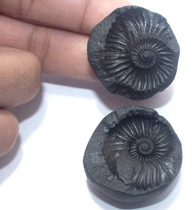 Gupangam Lakshmi Narayan Shaligram from Nepal Kaali Gandaki | Sudarshan Chakra Saligram Decorative Showpiece  -  6 cm