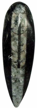 9dzine Crystal Orthoceras fossil Kuber Stone,Finance Stone for Success & Stress Reduces Decorative Showpiece  -  2 cm