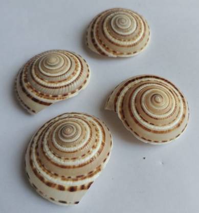 Firmus Conch Shell Vishnu Chakra for Pooja/Vastu to Attract Wealth(1.25Inch)(Pack of 4) Decorative Showpiece - 3 cm