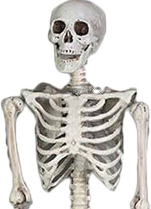 Lyla Halloween Skeleton Decoration Scary 165cm Full Body Movable Joints Skeletons Decorative Showpiece  -  5 cm