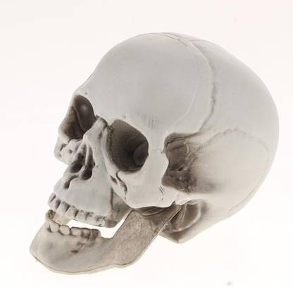 Calandis Plastic Skull Head Figurine Animal Skeleton Model Statue Halloween Decor B Decorative Showpiece  -  9 cm