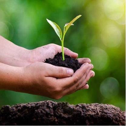 53 Badshah Fertilizer, 100% Orgainic Fertilizer, Best quality Fertilizer Fertilizer
