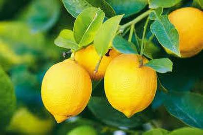 KPL LAMON Lemon Plant