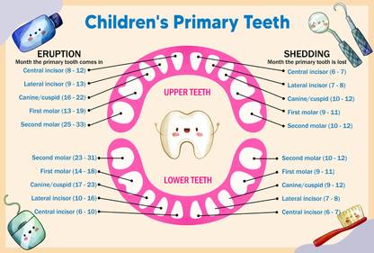 ShubhFly 48 cm Children Teeth Chart Baby Teeth Anatomy for Dental Clinic Poster Removable Sticker