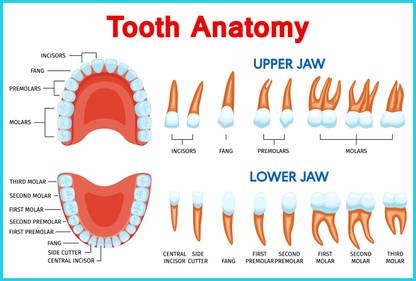 ShubhFly 48 cm Anatomy of the Teeth Anatomical Chart for Dental Clinic Poster Self Adhesive Sticker