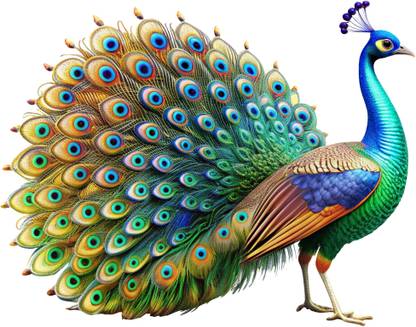CreativeEdge 65 cm Decorative Beautiful Peacock Wall Sticker Self Adhesive Sticker