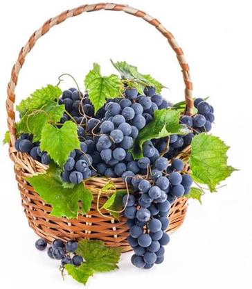 zocket 45 cm Sticker for Living Room 475 Self Adhesive Sticker