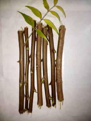 Org NEEM DATUN Natural Neem datun, Organic Neem TOOTHBRUSH Soft Toothbrush