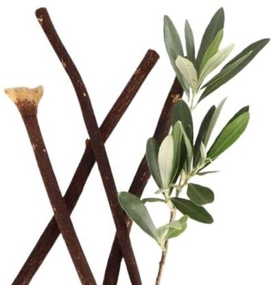 Opalite Zaitoon Miswak Stick Soft Toothbrush