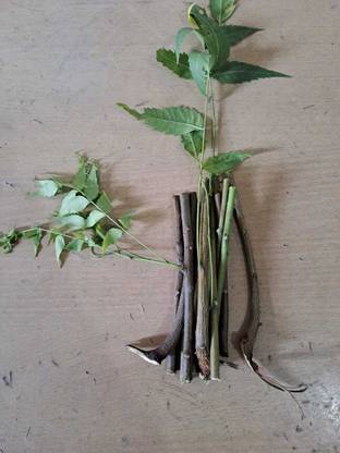SSR Enterprizes Neem Datun Is A Natural Brush 20 Stick Hard Toothbrush