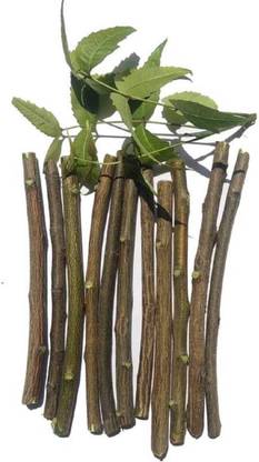 KM Priyanka Neem toothbrush Moti Datun, Nim Brush, Chew bad breath brush Medium Toothbrush