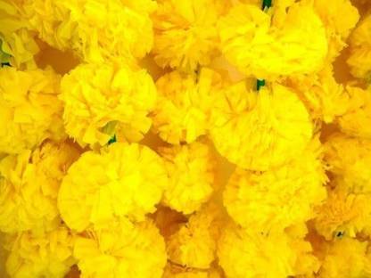 BIndian Yellow Marigold Flower Garlands ,Home & Event (Pack of 15) Toran