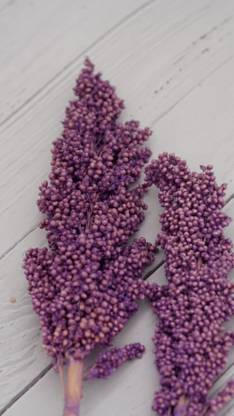 On The Soil Sorghum Grain: Violet Vase Filler
