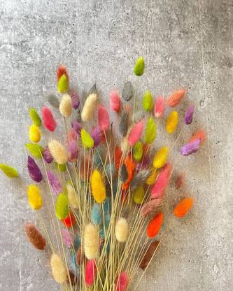 On The Soil Naturally Dried Lagurus / Bunny Tail Pack of 25 Stems - Assorted Color Vase Filler