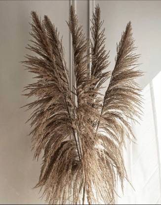 vanchai Bend Head Natural Pampas Grass, Dry Reeds plumes Vase Filler