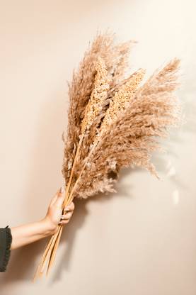 ArteCasa pampas corn dried bunch Vase Filler