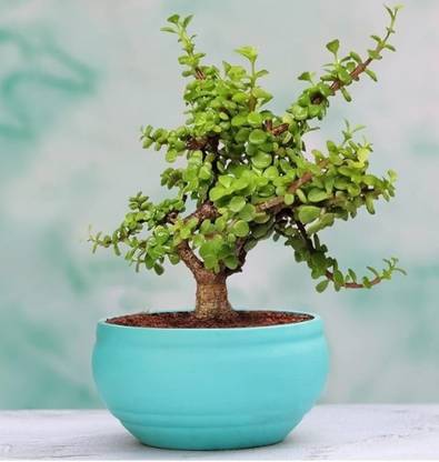 Ayesha Bowl small aqua Ceramic Vase