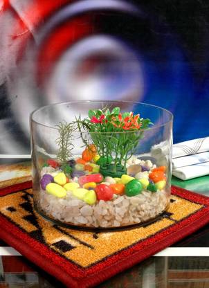 seaqua Crystal Clear Glass Fish or Terrarium Oval Tub (5*3 Glass Vase