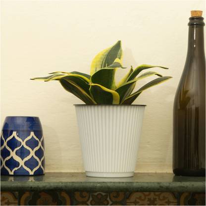 Kyari White Plastic KIA 5" Cylindrical Pot Home Balcony Garden Indoor Outdoor Decor Plastic Vase