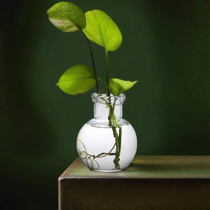 Namisha Round Glass Vase | For Money Plant, Lucky Bamboo Plant | Elegant Ball Shaped Vase | Flower Pot | 12X10 Cm Clear Glass Vase