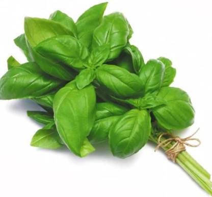 Italian Basil