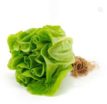 Butterhead Lettuce (Hydroponics)