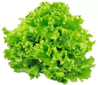 Lettuce Green