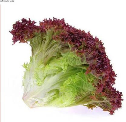 Lollo Rosso Lettuce (Hydroponics)
