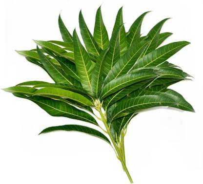 Urban Harvest Mango Leaves