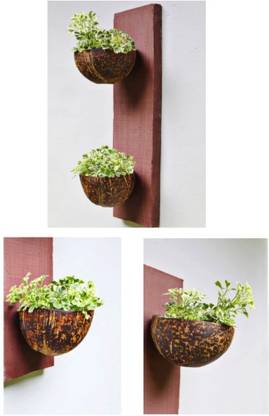 Elzys coconut shell wall hanging plant hanger for your space Pack of 2