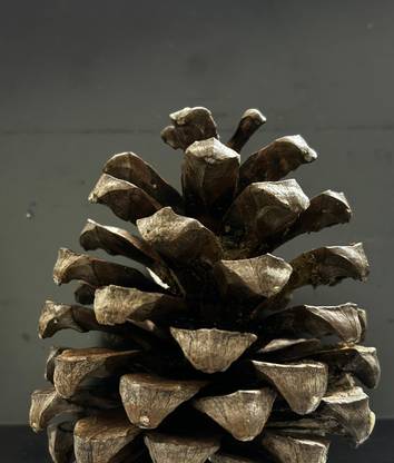 The Himas HIMALAYAN PINE CONES Hanging Ornaments Pack of 4