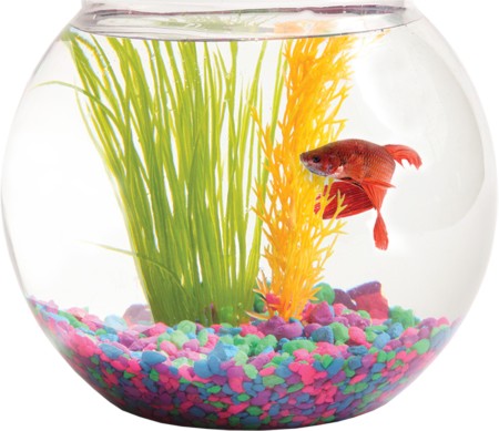 laxmitraders Fishing pot bowl 8 Aquarium Tool Price in India - Buy  laxmitraders Fishing pot bowl 8 Aquarium Tool online at