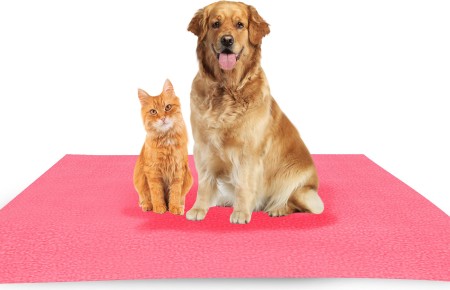 Feeding Pad for Pets (Water-resistant) in Delhi at best price by Red Rose -  Justdial