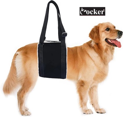 Dog sale accessories flipkart