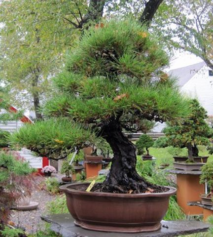 creative farmer Agoho Outdoor Bonsai Tree Seeds Seed Price in India - Buy  creative farmer Agoho Outdoor Bonsai Tree Seeds Seed online at Flipkart.com