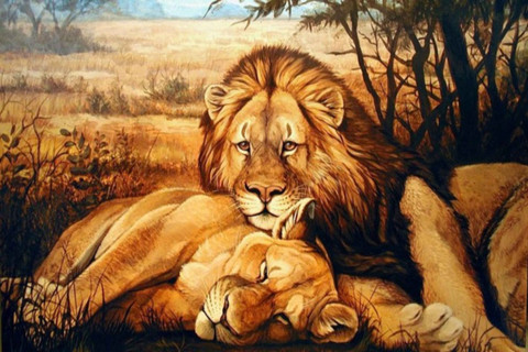 lion and lioness desktop wallpaper