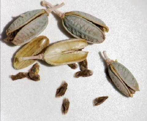 NSKON ALOE VERA Seed Price in India - Buy NSKON ALOE VERA Seed online at  Flipkart.com