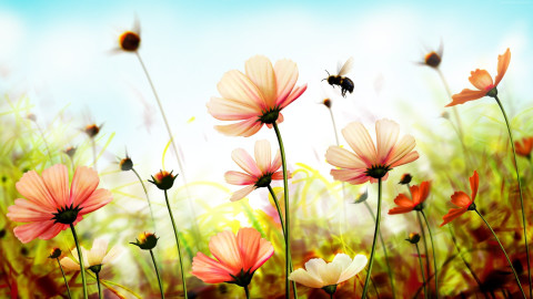 natural flower wallpaper hd