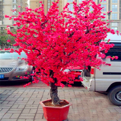 Generic 10 PCS Red Japanese cherry blossoms Seeds Courtyard Garden Bonsai  Tree Seeds Small Sakura Tree Seeds Seed Price in India - Buy Generic 10 PCS  Red Japanese cherry blossoms Seeds Courtyard
