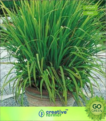 creative farmer Lemon Grass - Citronella Grass Seed Price in India - Buy  creative farmer Lemon Grass - Citronella Grass Seed online at Flipkart.com