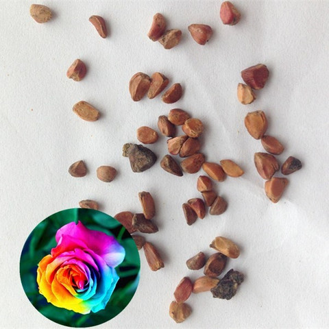 Rosemary Rose Flower Seeds for gardening, Red Rose Flower Seeds, Rose  Flower seeds for all season Seed Price in India - Buy Rosemary Rose Flower  Seeds for gardening, Red Rose Flower Seeds,