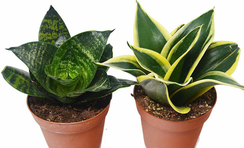 The Bonsai Plants Snake Plant Price in India - Buy The Bonsai Plants Snake  Plant online at Flipkart.com