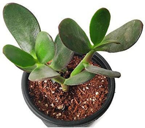 Seeds Jade Plant Price in India - Buy Seeds Jade Plant online at  Flipkart.com