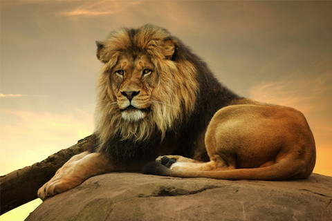 lion wallpaper for walls