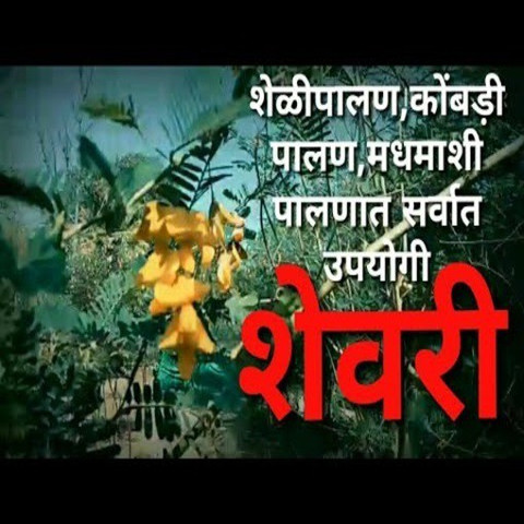 Shevari Tree Saisha International Shevari/Shevri/Dhaincha/Sesbania bispinosa fodder ...
