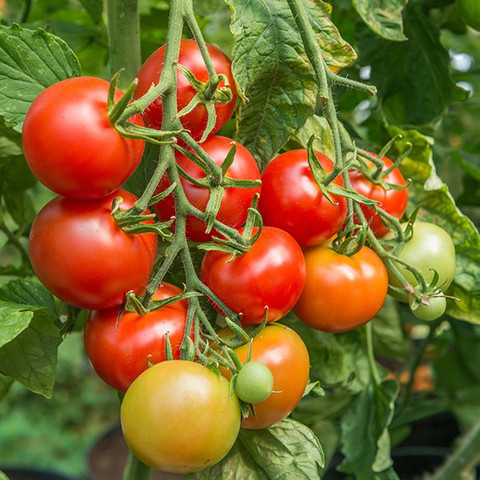 Naaz Naaz INDUS-537 NO. F1 Hybrid Tomato Seeds Seed Price in India