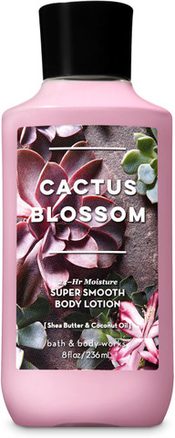 minigraph cactus Carnegiea giguntea (Saguaro cactus) – Rita Lee's Nursery main image 0