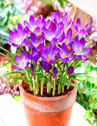 Navya germination Crocus Sativus|Saffron|Kesar Flower Hybrid Special Pack  of 2 Bulbs for Your Home Plant & Gardening. Seed Price in India - Buy Navya  germination Crocus Sativus|Saffron|Kesar Flower Hybrid Special Pack of